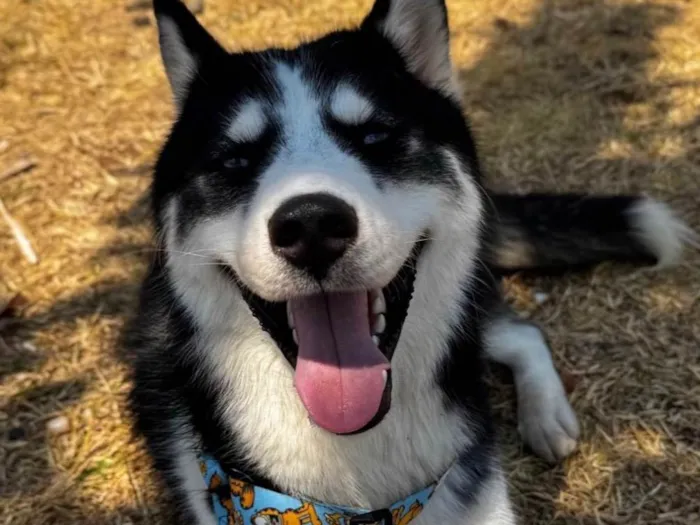 Cachorro raça Husky Siberiano idade 1 ano nome Beethoven