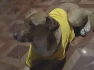 Cachorro raça SRD-ViraLata idade 2 a 6 meses nome Fofinha