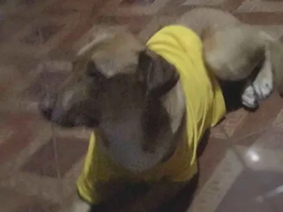 Cachorro raça SRD-ViraLata idade 2 a 6 meses nome Fofinha