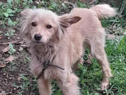 Cachorro raça Poodle idade 1 ano nome Nina 