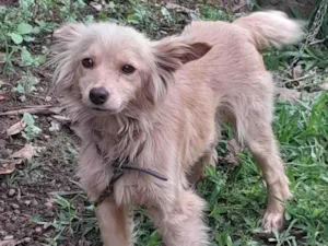 Cachorro ra a Poodle idade 1 ano nome Nina 