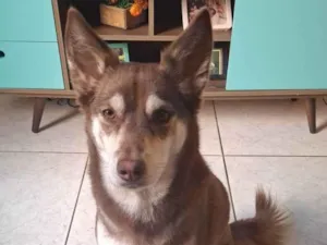 Cachorro raça Husky Siberiano idade 2 anos nome Maya