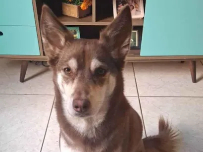 Cachorro raça Husky Siberiano idade 2 anos nome Maya
