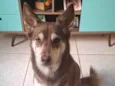 Cachorro ra a Husky Siberiano idade 2 anos nome Maya