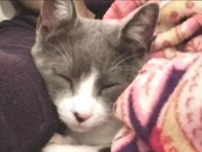 Gato raça SRD-ViraLata idade 7 a 11 meses nome Bigode 