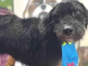 Cachorro raça Labrador idade 1 ano nome Duque