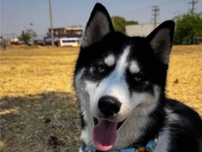 Cachorro raça Husky Siberiano idade 1 ano nome Beethoven