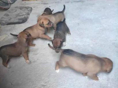 Cachorro raça SRD-ViraLata idade Abaixo de 2 meses nome São novos 
