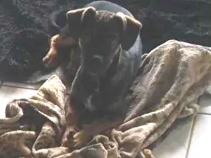 Cachorro raça SRD-ViraLata idade 7 a 11 meses nome Macho