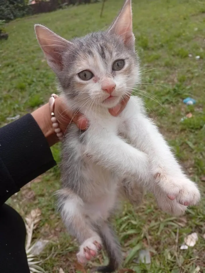 Gato ra a SRD-ViraLata idade 2 a 6 meses nome Branquinha/ amarelinha