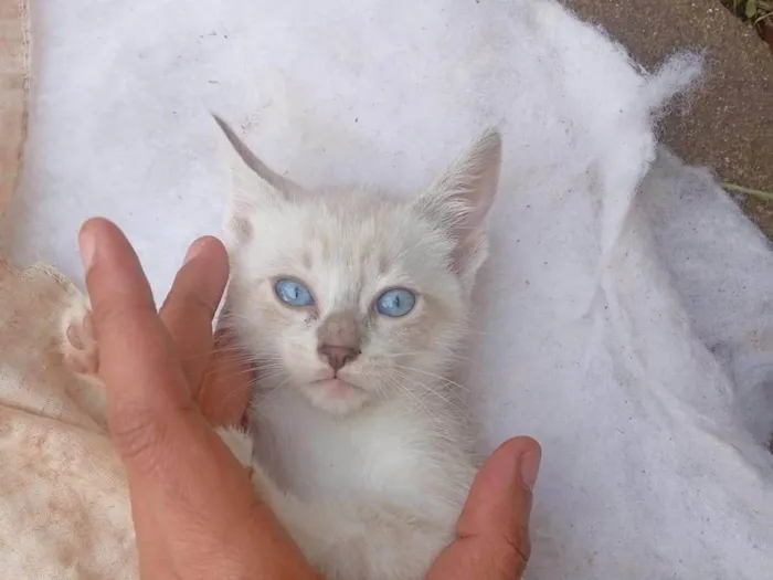 Gato ra a SRD-ViraLata idade 2 a 6 meses nome Branquinha/ amarelinha