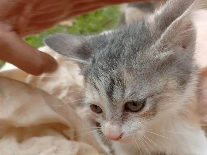 Gato ra a SRD-ViraLata idade 2 a 6 meses nome Amarelinha