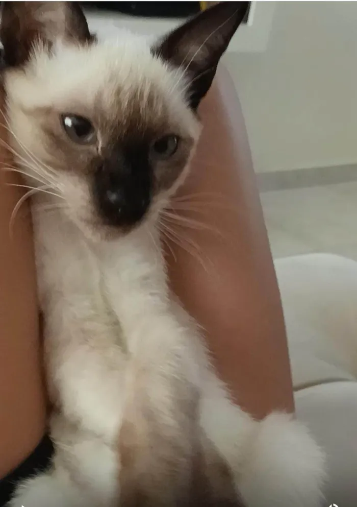 Gato ra a SRD-ViraLata idade 2 anos nome Mia