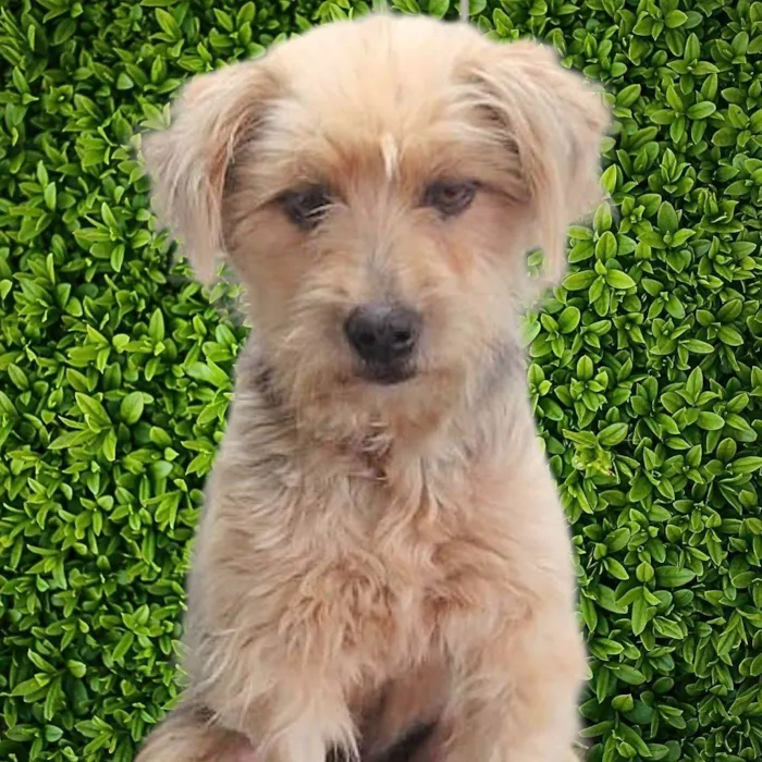 Cachorro ra a SRD-ViraLata idade 1 ano nome Anabela