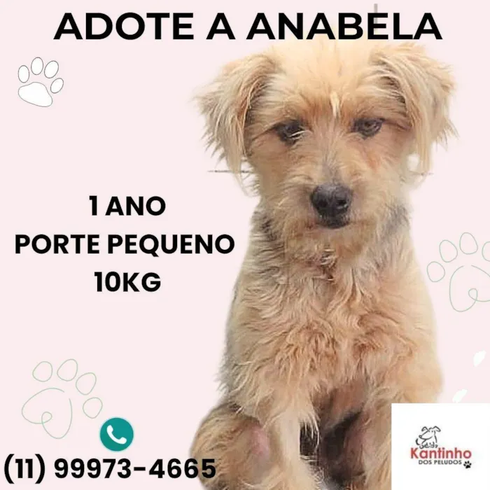 Cachorro ra a SRD-ViraLata idade 1 ano nome Anabela
