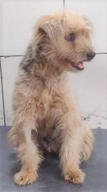 Cachorro ra a SRD-ViraLata idade 1 ano nome Anabela