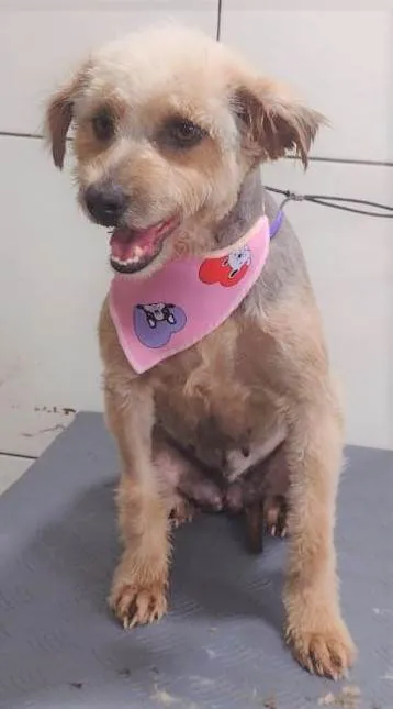 Cachorro ra a SRD-ViraLata idade 1 ano nome Anabela