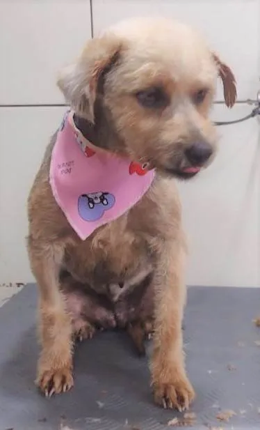 Cachorro ra a SRD-ViraLata idade 1 ano nome Anabela