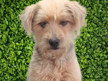 Cachorro raça SRD-ViraLata idade 1 ano nome Anabela