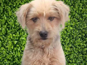 Cachorro ra a SRD-ViraLata idade 1 ano nome Anabela