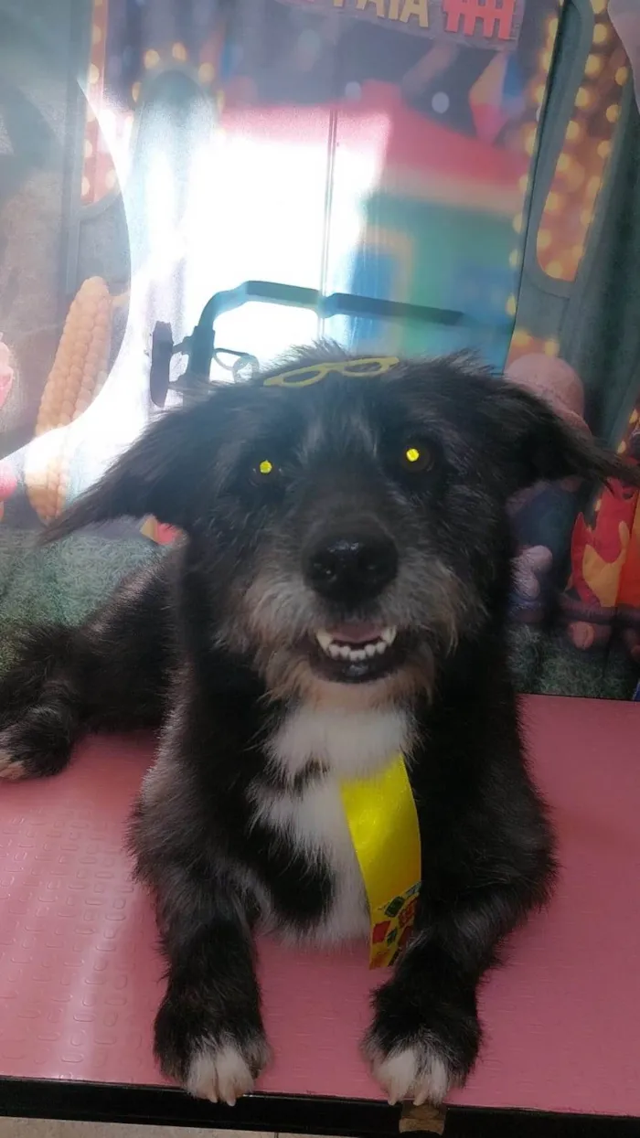 Cachorro ra a SRD-ViraLata idade 2 anos nome Oreo