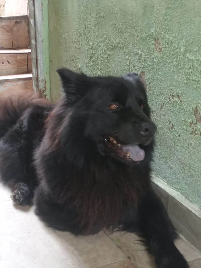 Cachorro ra a Chow Chow idade 2 a 6 meses nome Nick 