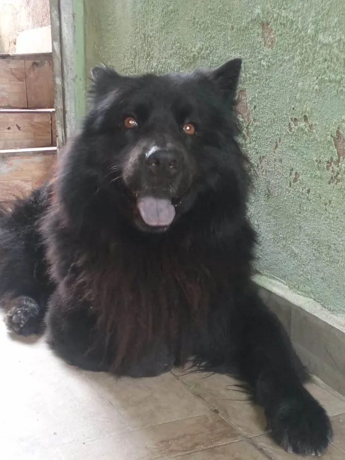 Cachorro ra a Chow Chow idade 2 a 6 meses nome Nick 