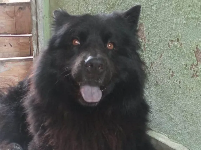 Cachorro ra a Chow Chow idade 2 a 6 meses nome Nick 