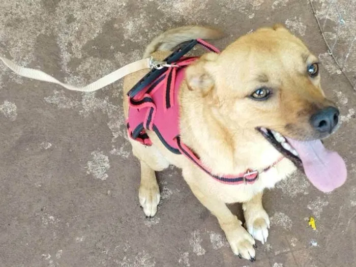 Cachorro ra a SRD-ViraLata idade 2 anos nome Max
