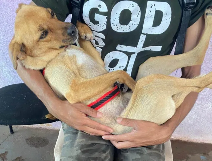 Cachorro ra a SRD-ViraLata idade 2 anos nome Max