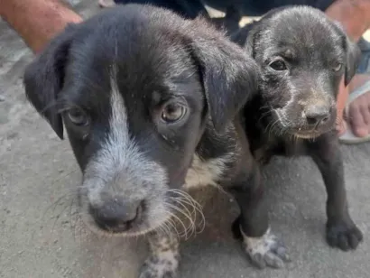 Cachorro raça SRD-ViraLata idade Abaixo de 2 meses nome Betoven
