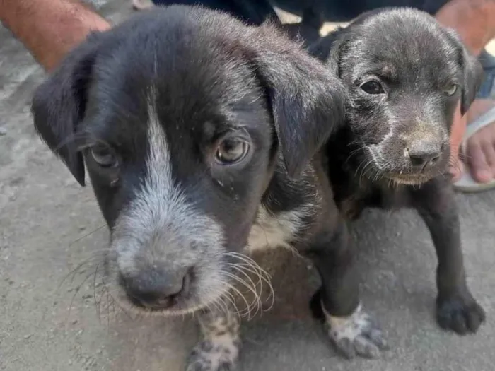 Cachorro ra a SRD-ViraLata idade Abaixo de 2 meses nome Betoven