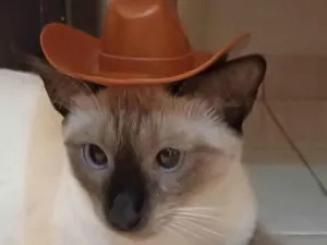 Gato ra a SRD-ViraLata idade 2 anos nome Mia