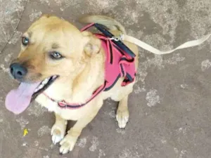 Cachorro raça SRD-ViraLata idade 2 anos nome Max