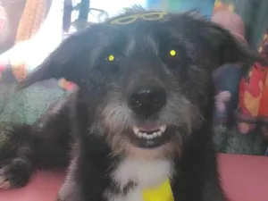 Cachorro raça SRD-ViraLata idade 2 anos nome Oreo