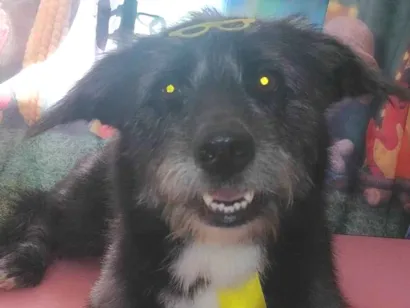 Cachorro raça SRD-ViraLata idade 2 anos nome Oreo