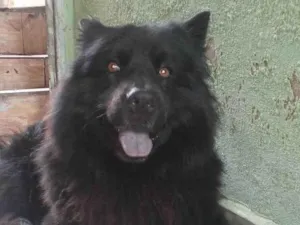 Cachorro raça Chow Chow idade 2 a 6 meses nome Nick 