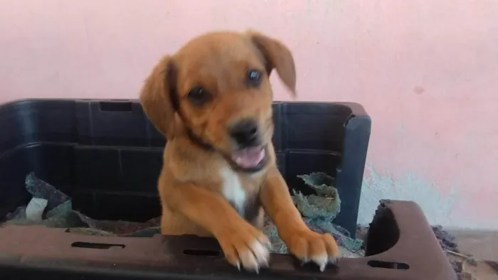 Cachorro ra a SRD-ViraLata idade Abaixo de 2 meses nome Ainda sem nome