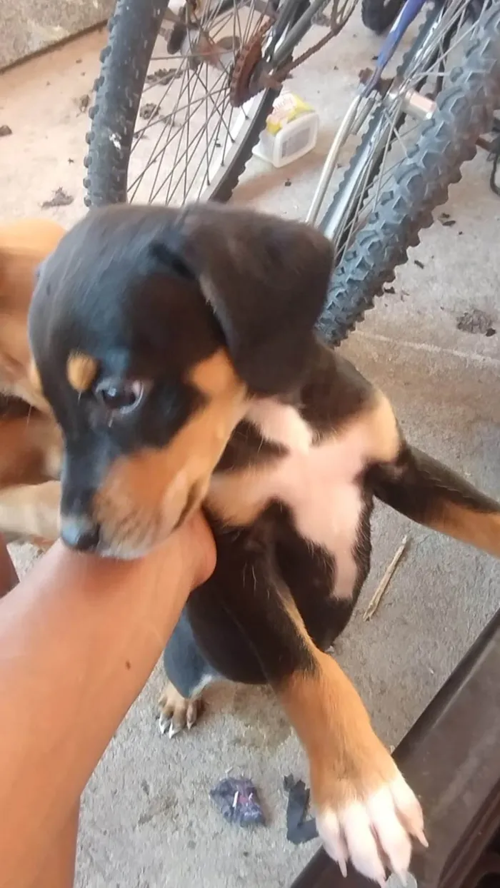 Cachorro ra a SRD-ViraLata idade Abaixo de 2 meses nome Ainda sem nome