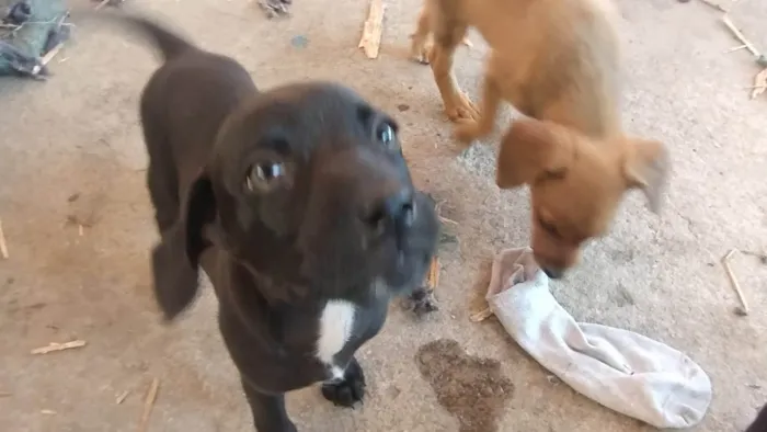 Cachorro ra a SRD-ViraLata idade Abaixo de 2 meses nome Ainda sem nome