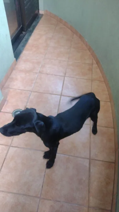 Cachorro ra a SRD-ViraLata idade 7 a 11 meses nome Bidu