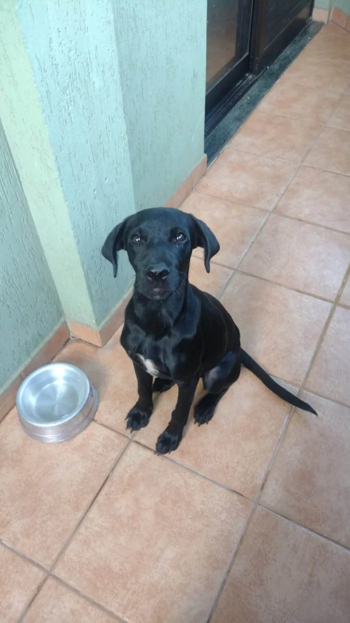 Cachorro ra a SRD-ViraLata idade 7 a 11 meses nome Bidu