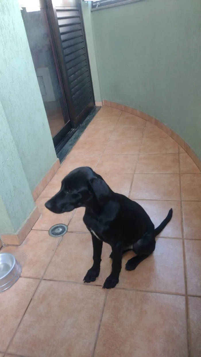 Cachorro ra a SRD-ViraLata idade 7 a 11 meses nome Bidu