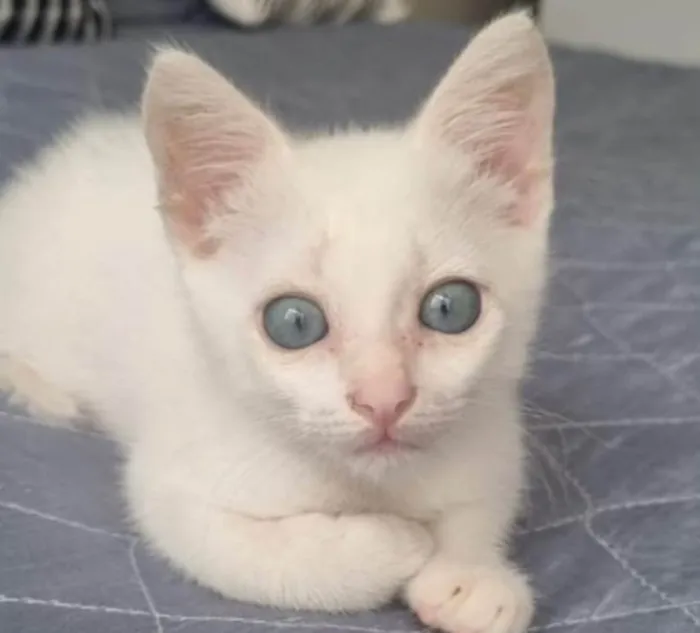 Gato ra a SRD-ViraLata idade 2 a 6 meses nome SKY 