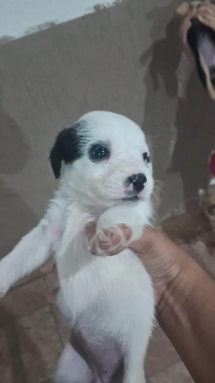Cachorro ra a SRD-ViraLata idade Abaixo de 2 meses nome Filhotes