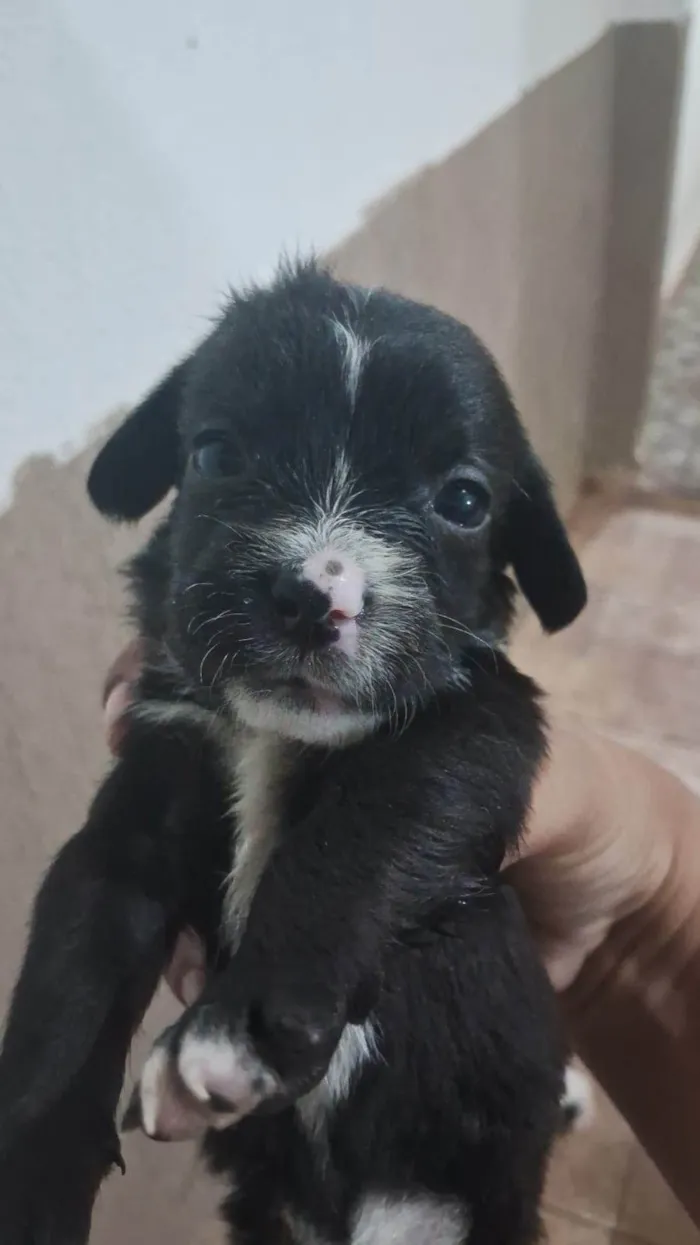 Cachorro ra a SRD-ViraLata idade Abaixo de 2 meses nome Filhotes