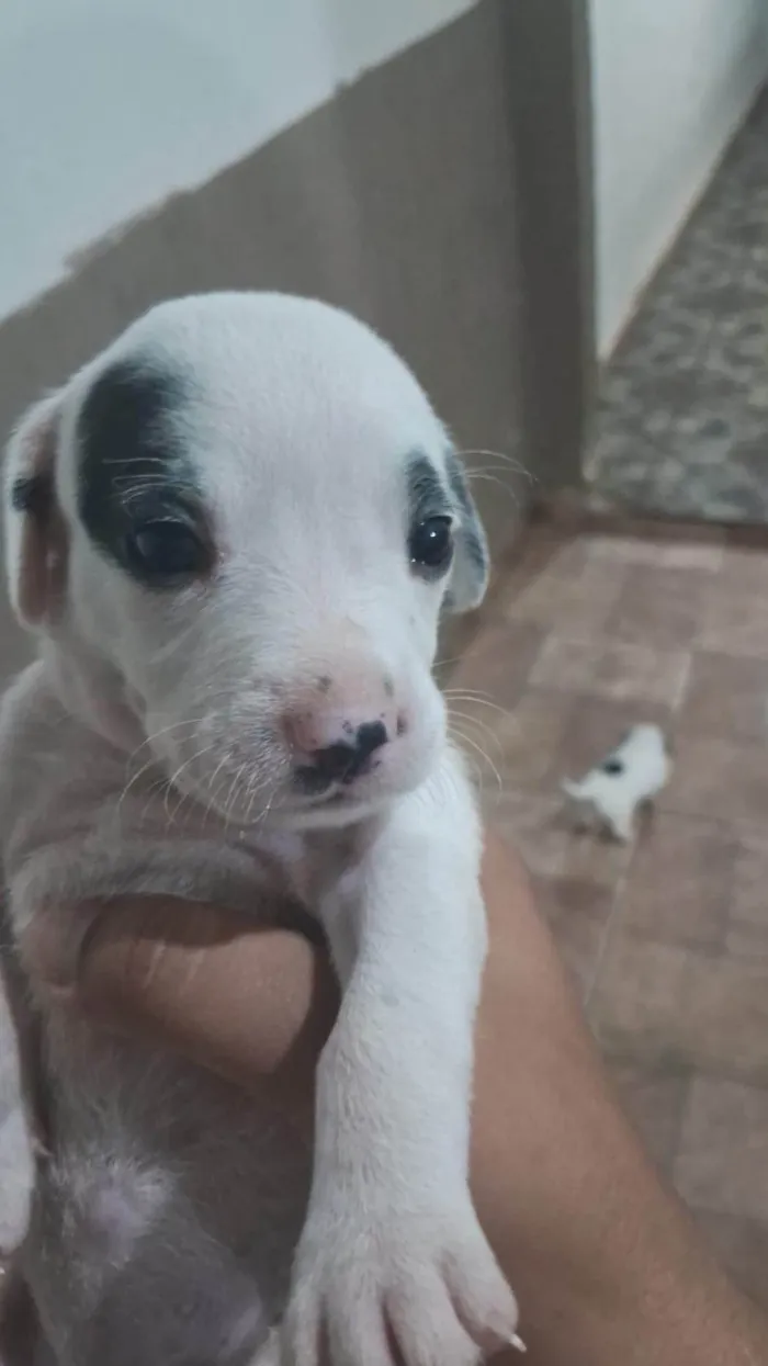 Cachorro ra a SRD-ViraLata idade Abaixo de 2 meses nome Filhotes