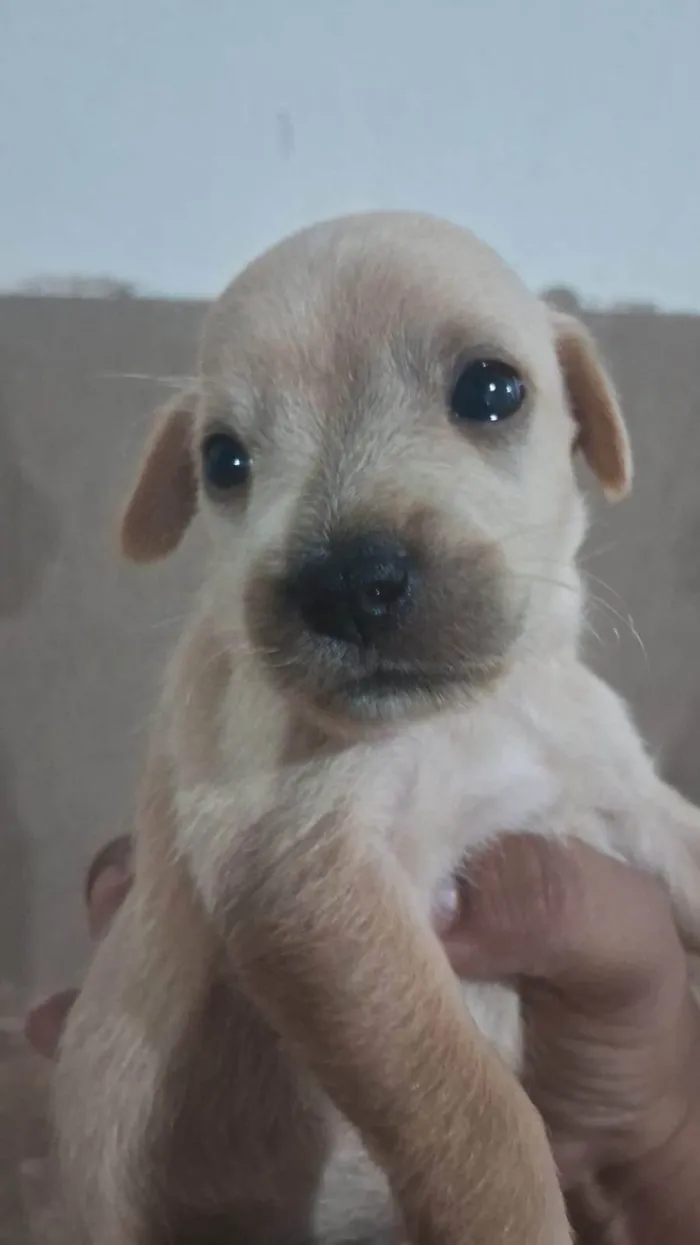 Cachorro ra a SRD-ViraLata idade Abaixo de 2 meses nome Filhotes