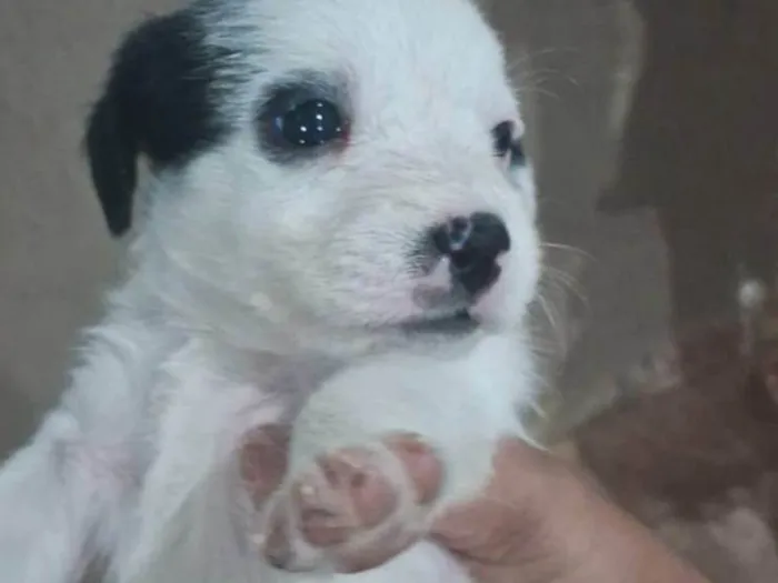 Cachorro ra a SRD-ViraLata idade Abaixo de 2 meses nome Filhotes