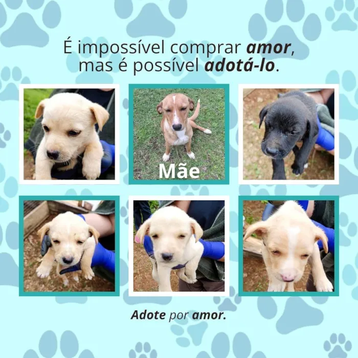 Cachorro ra a SRD-ViraLata idade Abaixo de 2 meses nome Caramelo/ pretinho/ branquinho/café com leite 